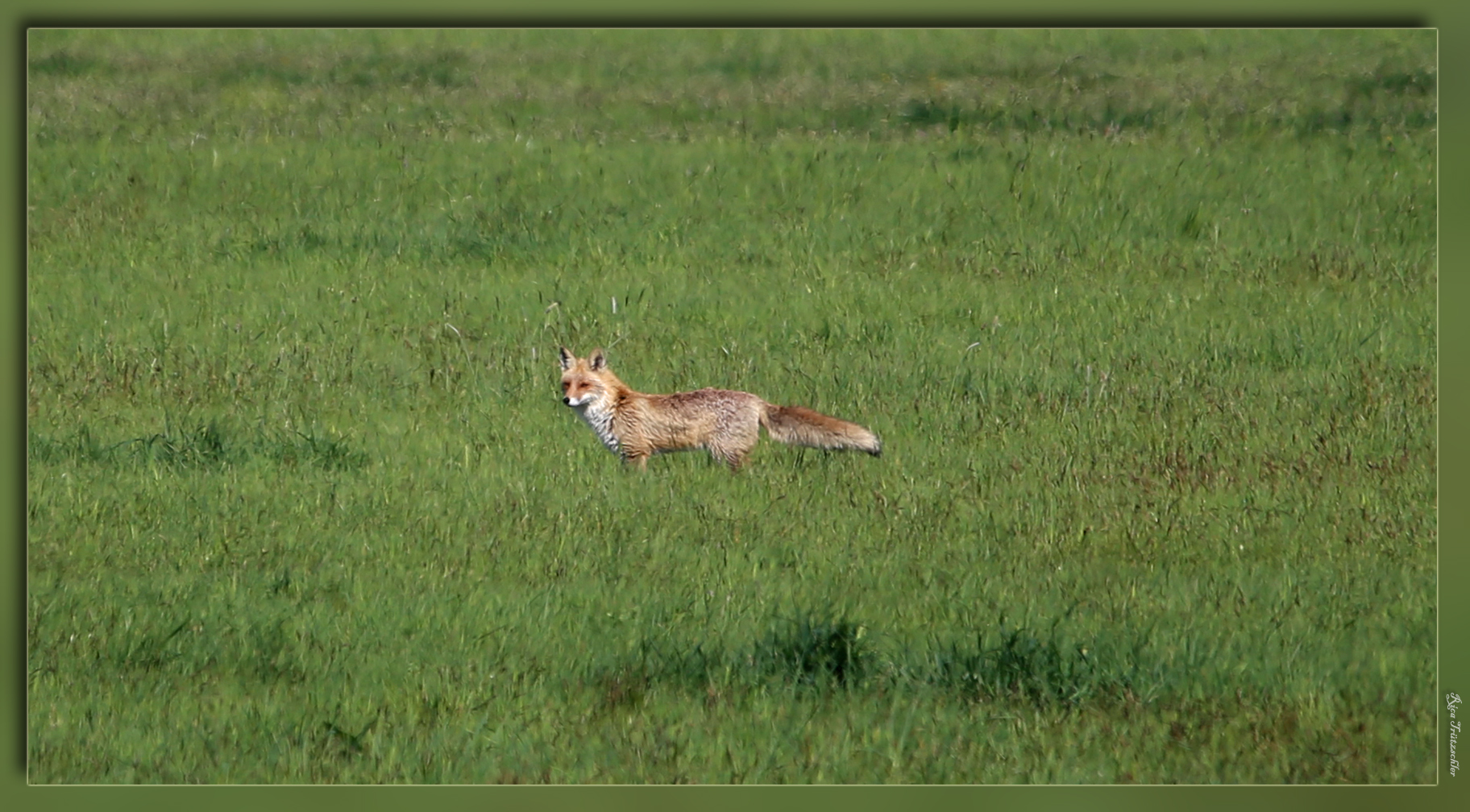 Mein erster Fuchs