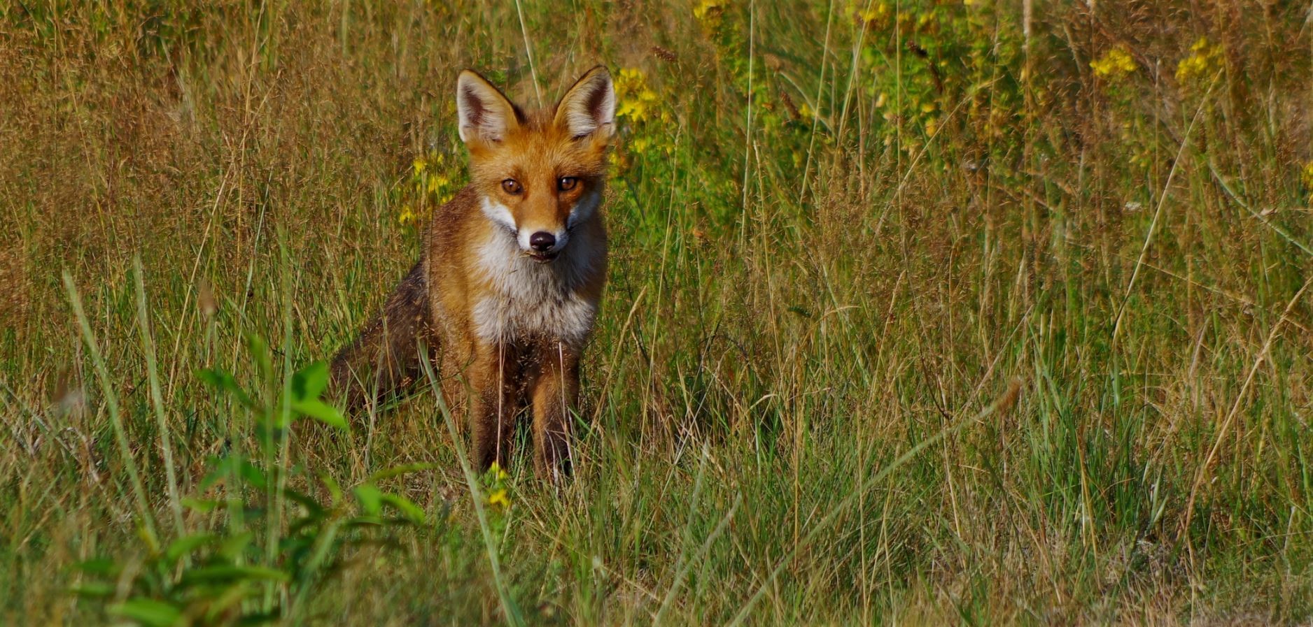 mein erster Fuchs