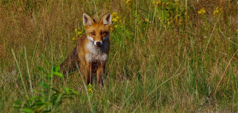 mein erster Fuchs