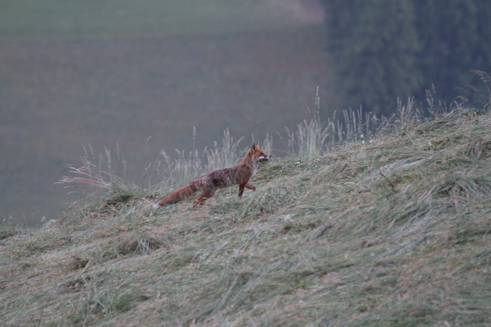 Mein erster Fuchs...