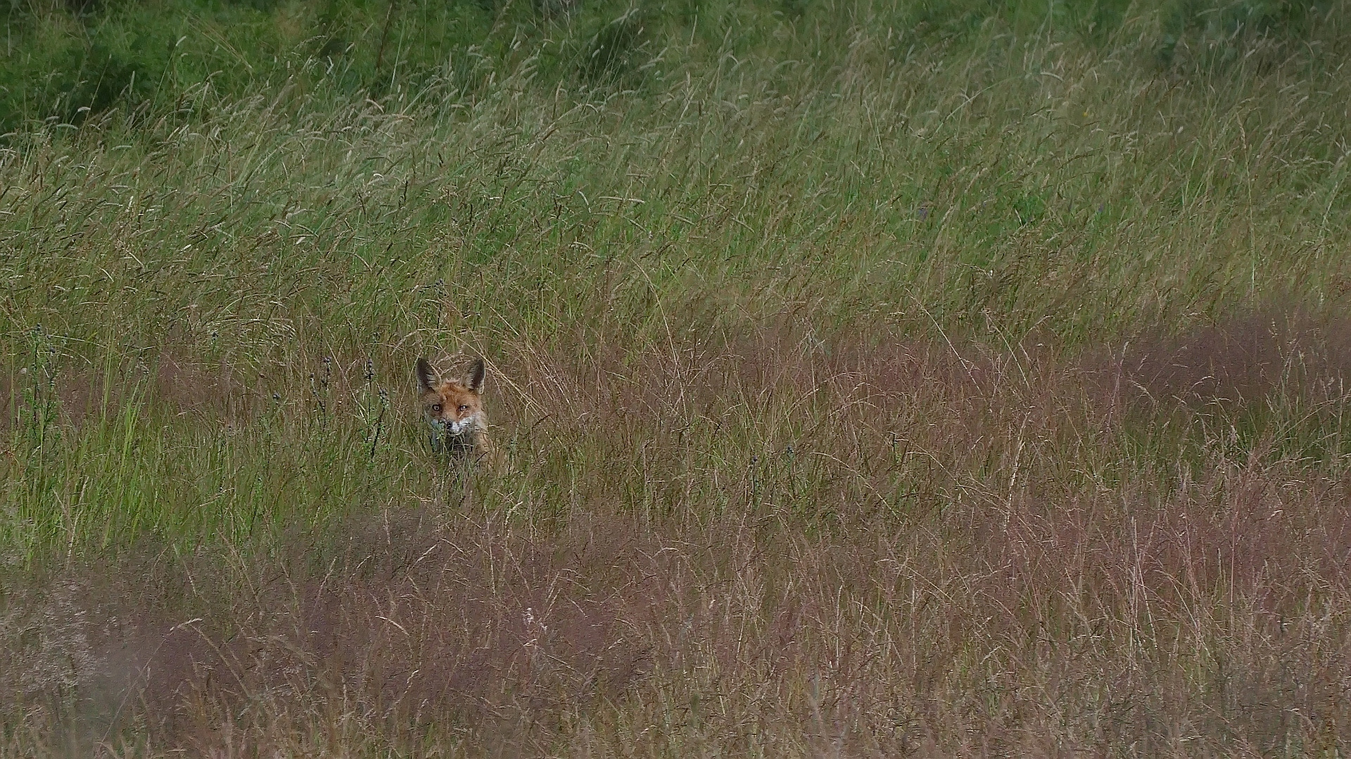 Mein erster Fuchs (Doku)