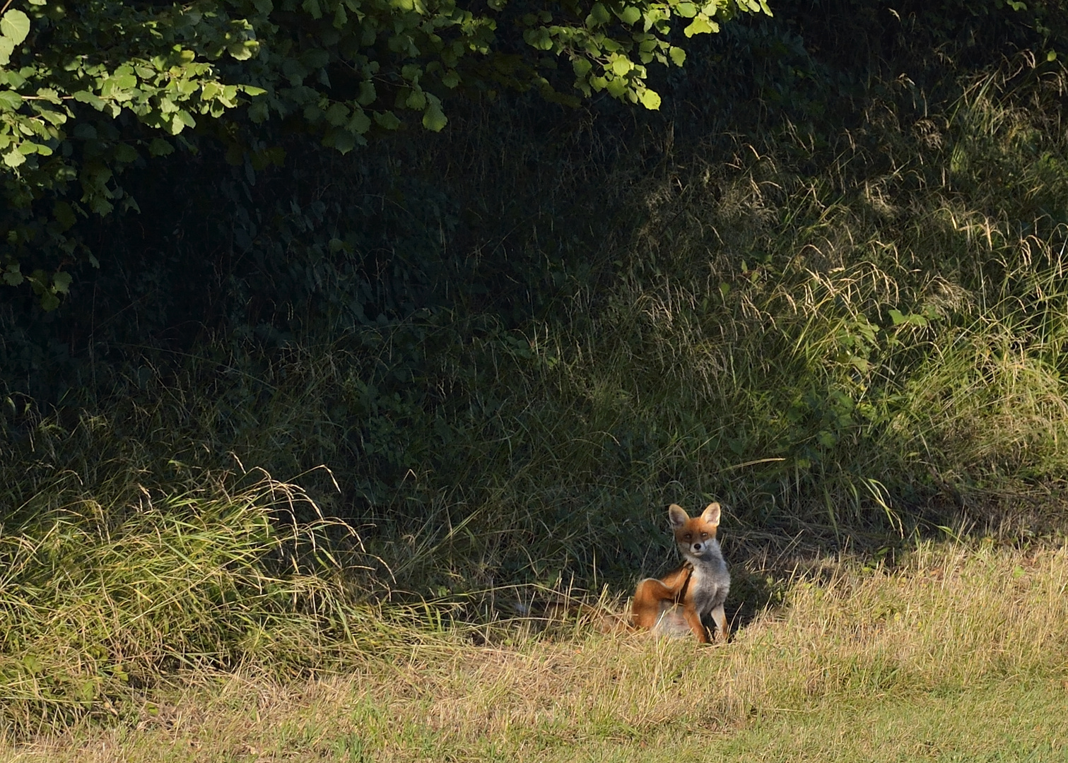 Mein erster Fuchs in freier Wildbahn :-)