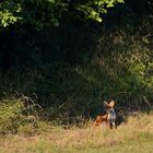 Mein erster Fuchs in freier Wildbahn :-)