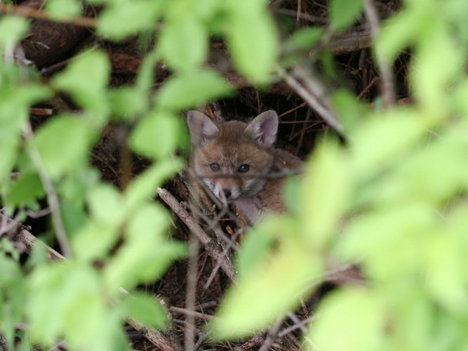 Mein erster Fuchs und dazu noch ein Kleiner