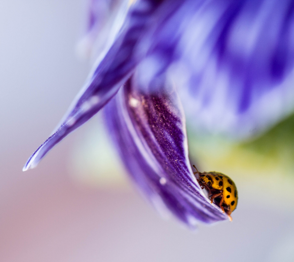 Mein erster Gartenbesucher