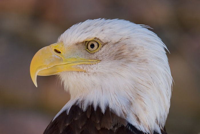 Mein erster Greifvogel...