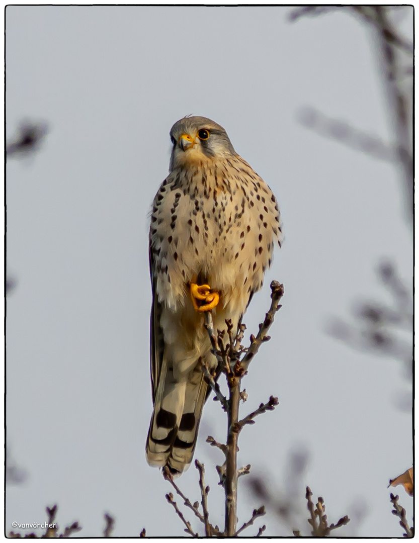 Mein erster Greifvogel 