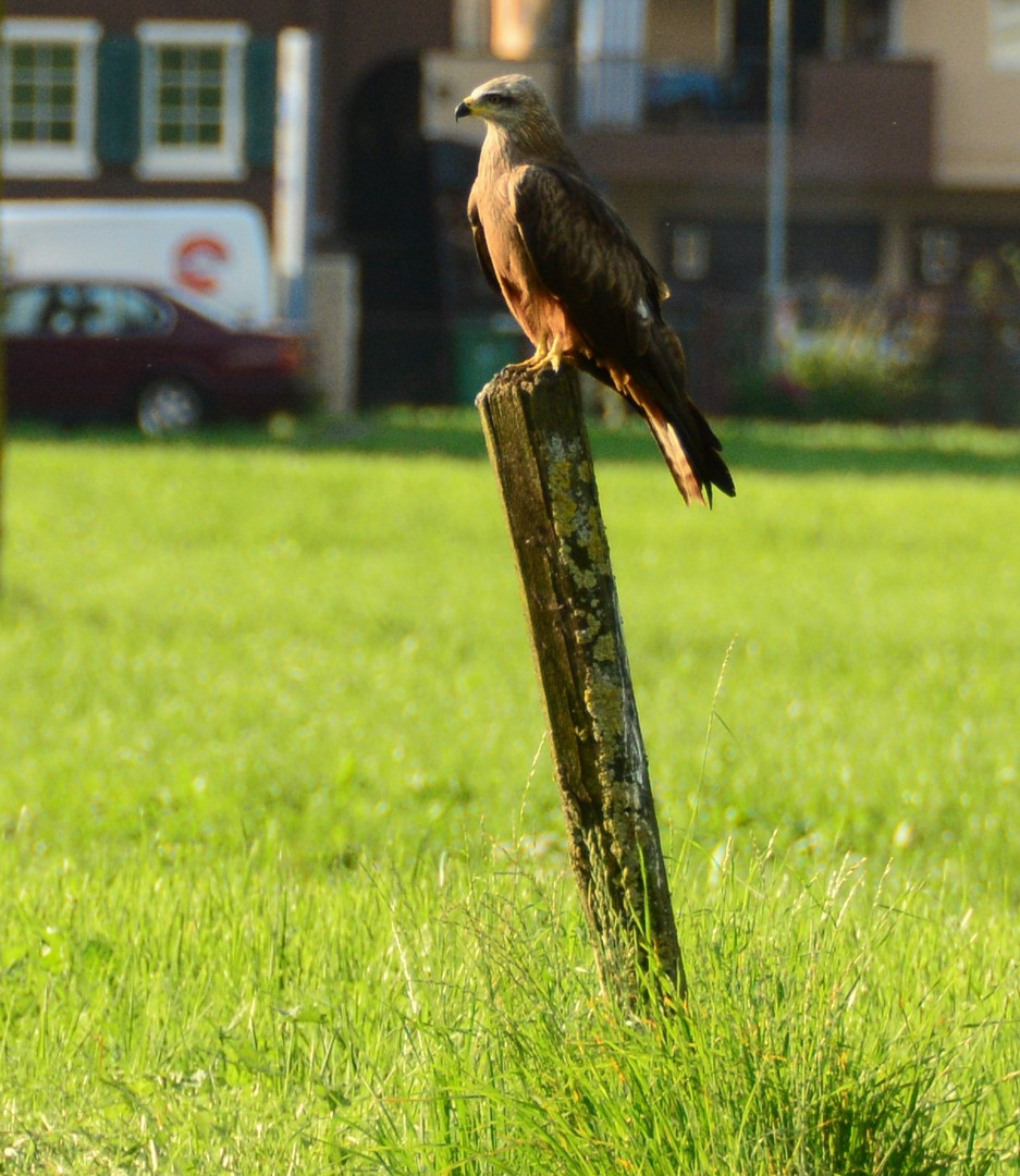 Mein Erster Greifvogel