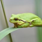 Mein erster "Grüner" (in diesem Jahr)!