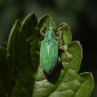 Mein erster grüner Rüsselkäferfund - Seidiger Glanzrüssler (Polydrusus formosus)