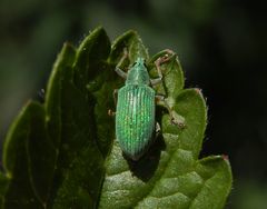 Mein erster grüner Rüsselkäferfund - Seidiger Glanzrüssler (Polydrusus formosus)