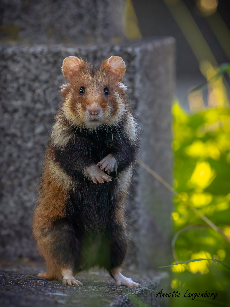 Mein erster Hamster in freier Natur!