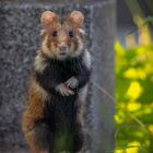 Mein erster Hamster in freier Natur!