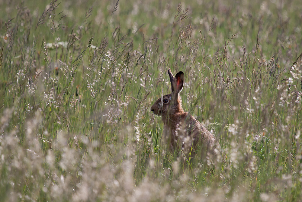 Mein erster Hase