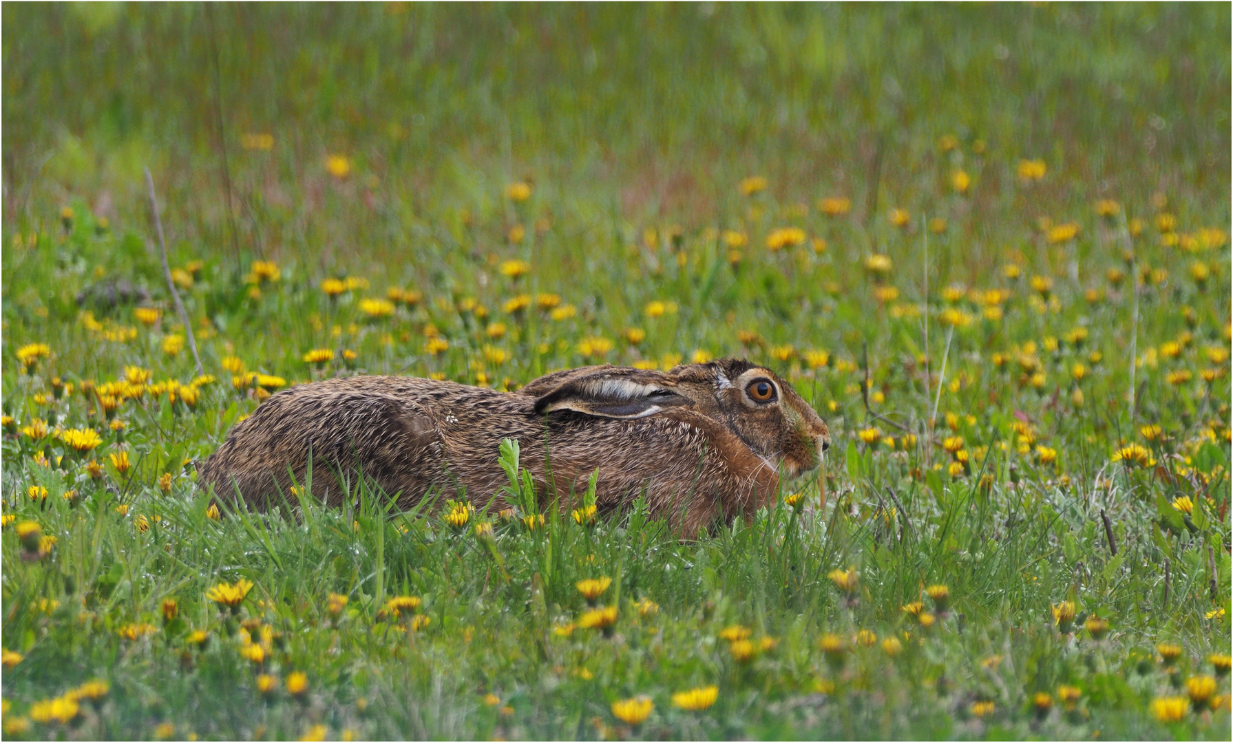 Mein erster  Hase....