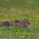 Mein erster  Hase....