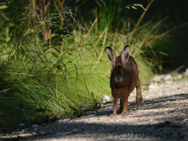 Mein erster Hase