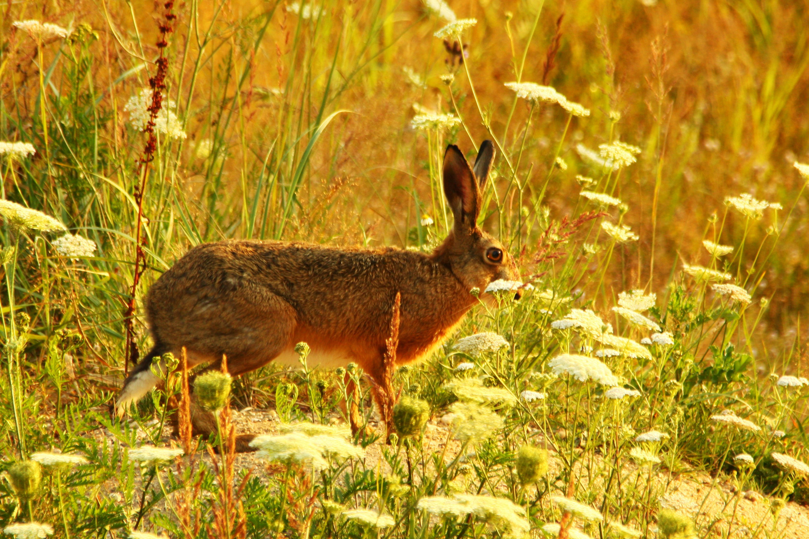 Mein erster Hase...