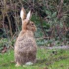 Mein erster Hase ...