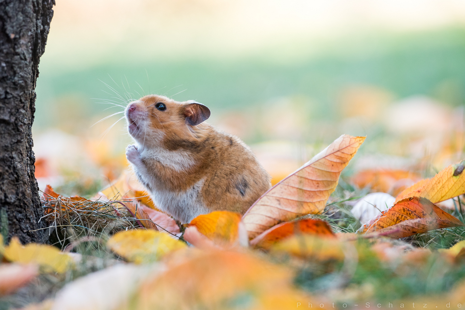 Mein erster Herbst