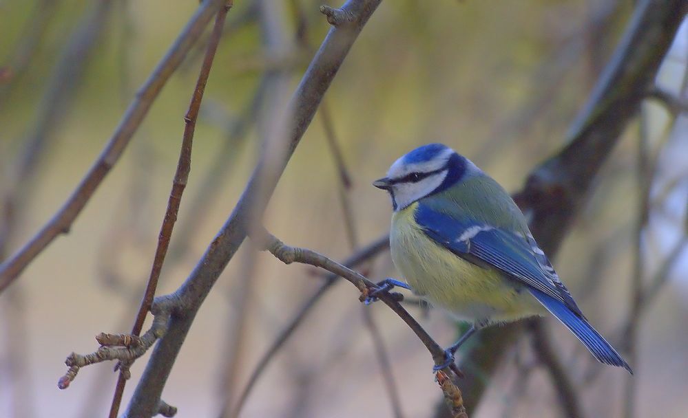 Mein erster High ISO Versuch war eine Blaumeise