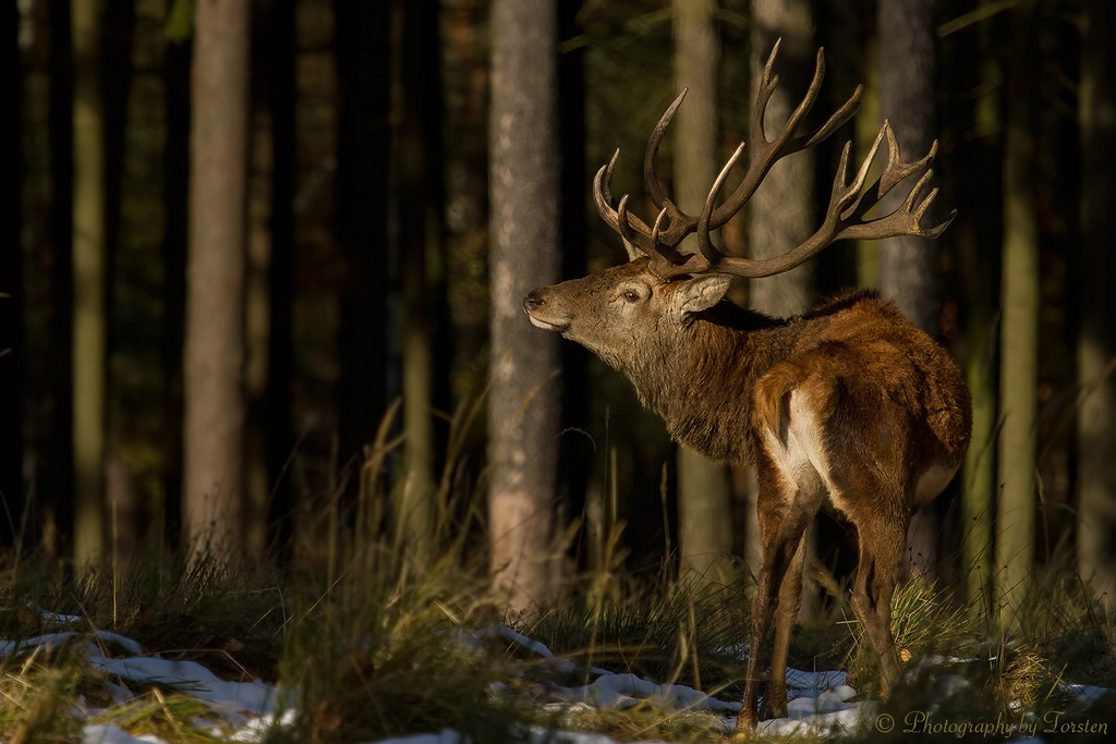 Mein erster Hirsch