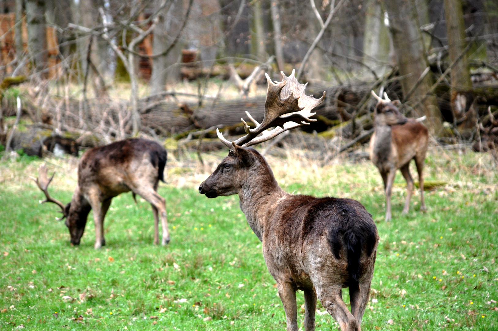 Mein erster Hirsch dieses Jahr