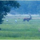 Mein erster Hirsch....wildlife