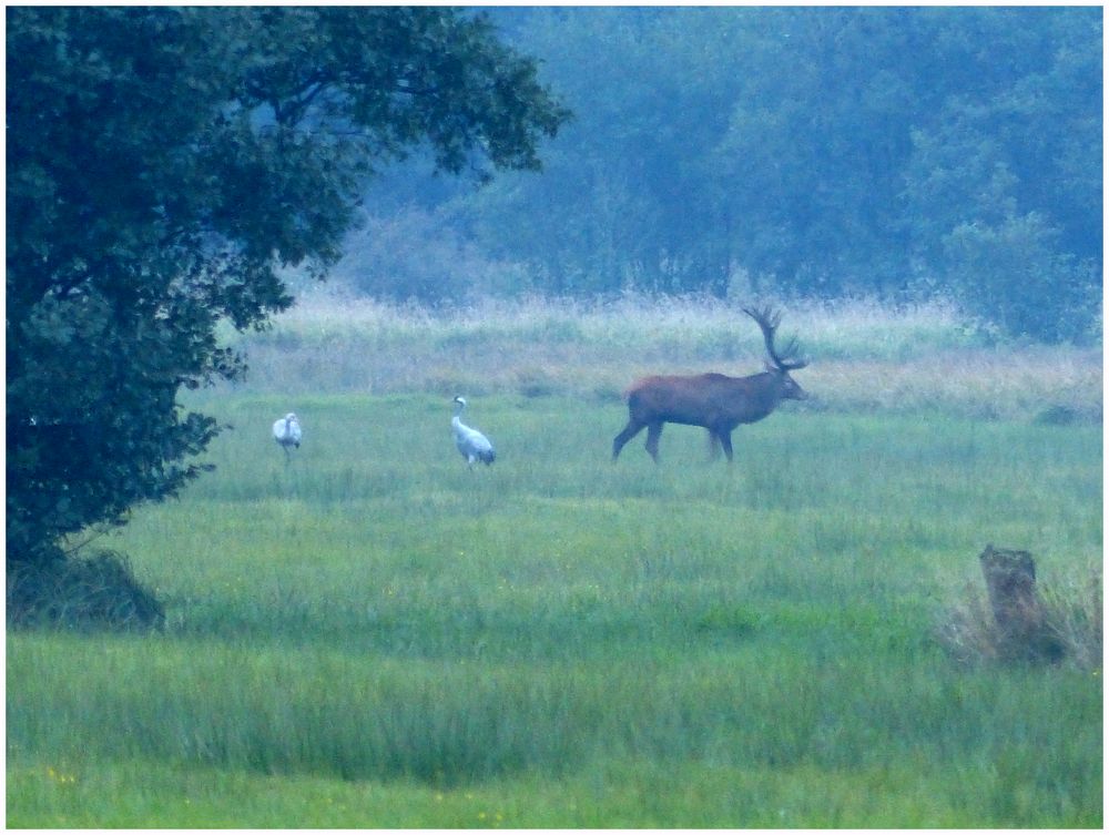 Mein erster Hirsch....wildlife