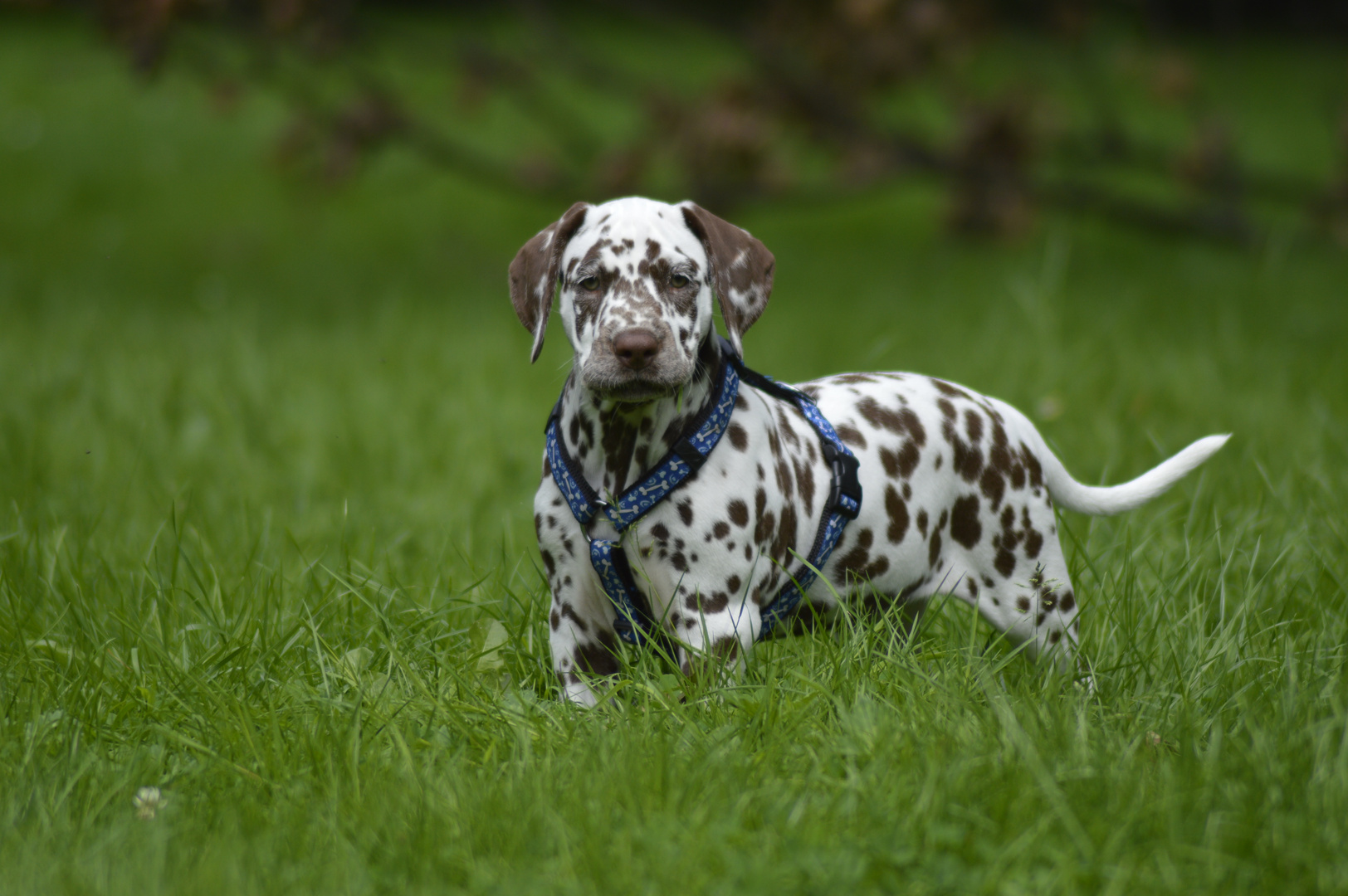 Mein erster Hundeshooting