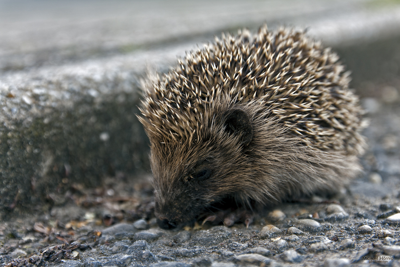 Mein erster Igel;))))