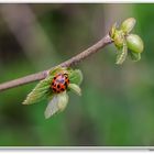 Mein Erster in diesem Frühling