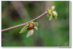 Mein Erster in diesem Frühling