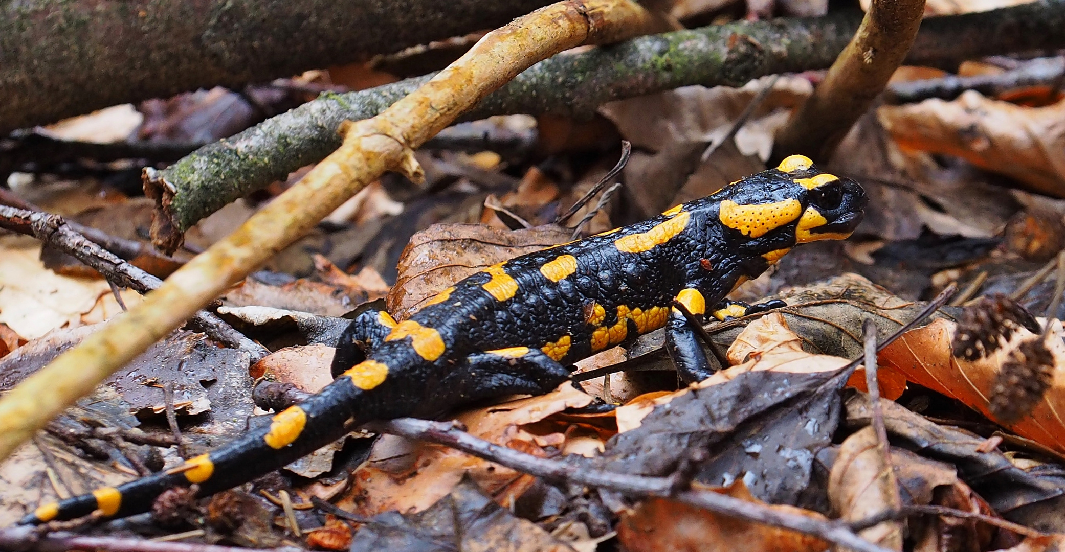 Mein erster in diesem Jahr - Feuersalamander