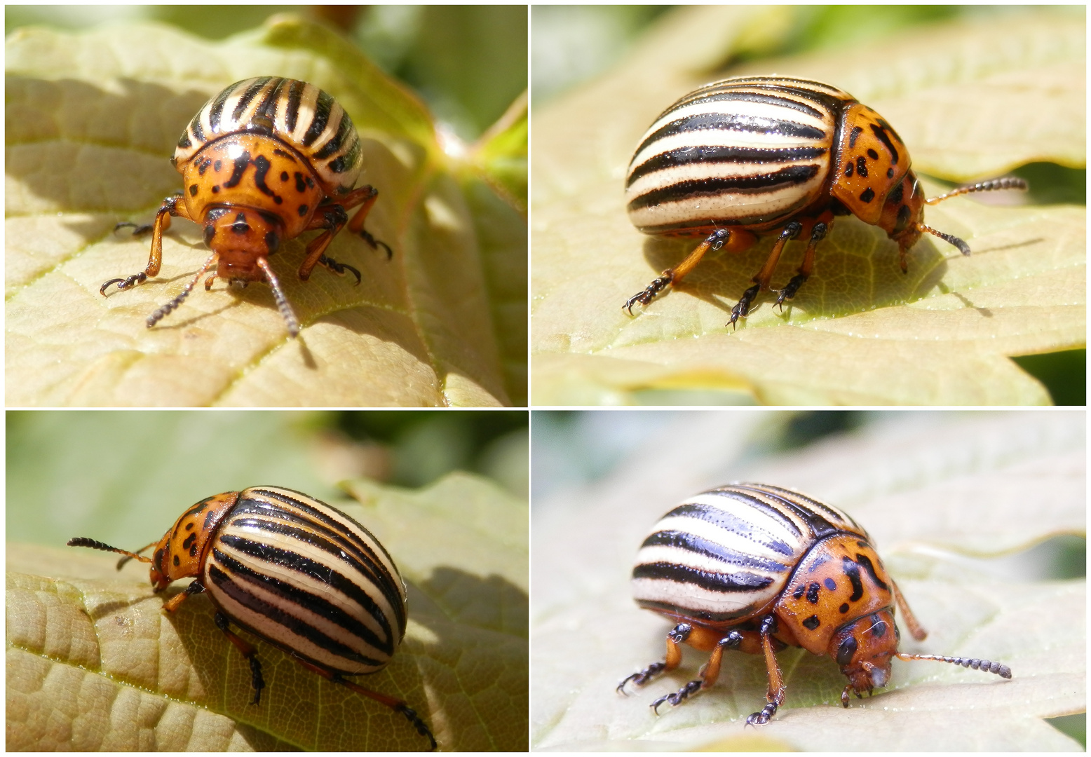 Mein erster Kartoffelkäfer (Leptinotarsa decemlineata)