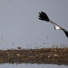 mein erster kiebitz im flug