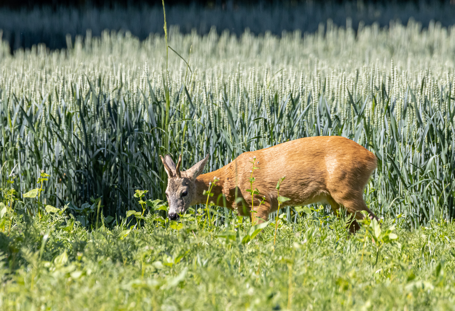 Mein erster kleiner Bock in Freier Wildbahn