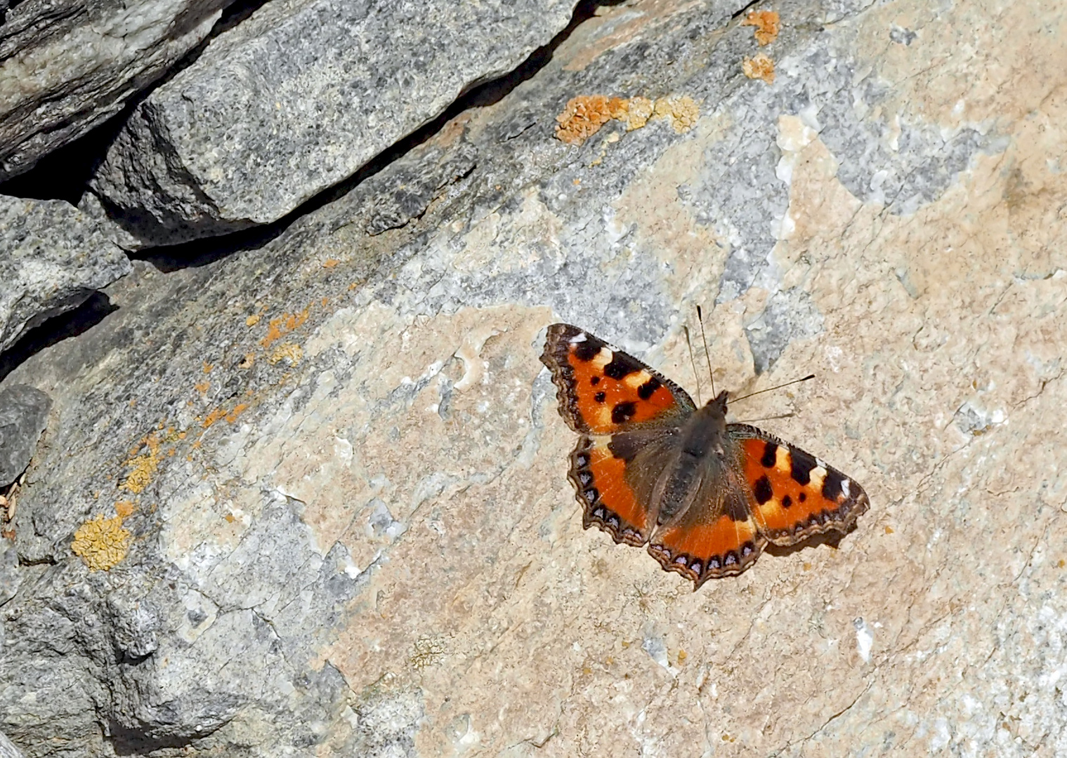 Mein erster Kleiner Fuchs (Aglais urticae) im 2017! - Petite Tortue...