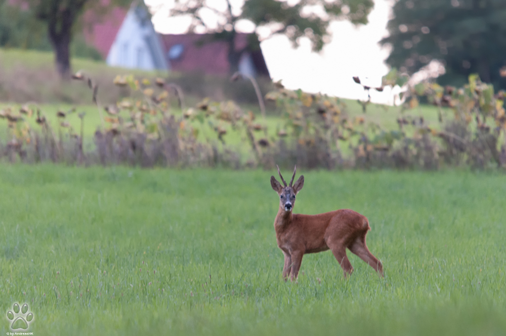 Mein erster kleiner Rehbock "Wildlife"