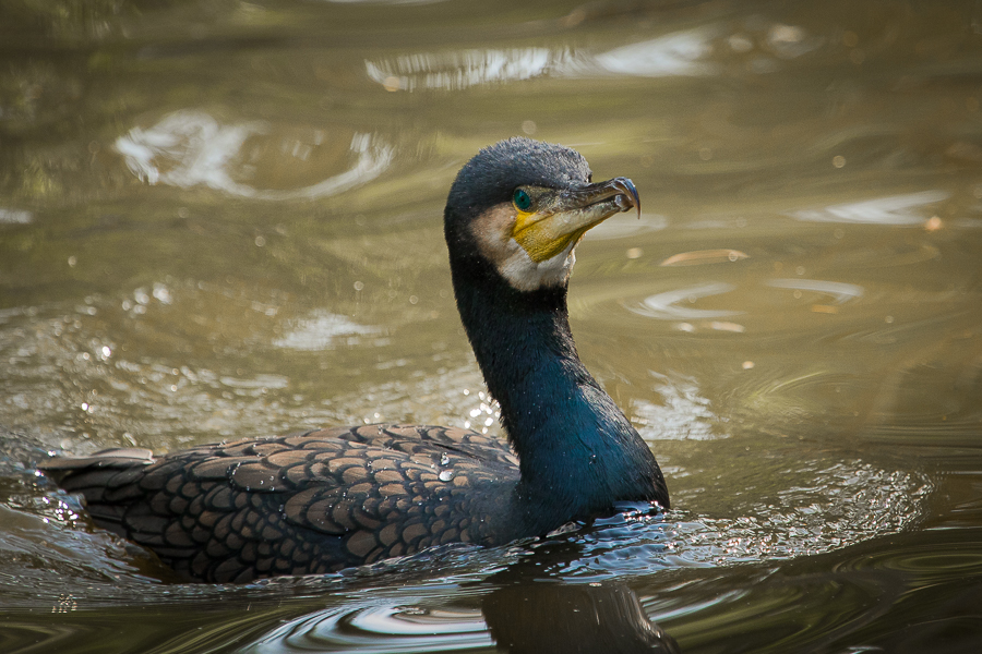 Mein erster Kormoran