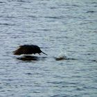 Mein erster Kormoran - Er startet gerade aus dem Wasser