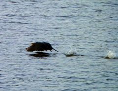 Mein erster Kormoran - Er startet gerade aus dem Wasser