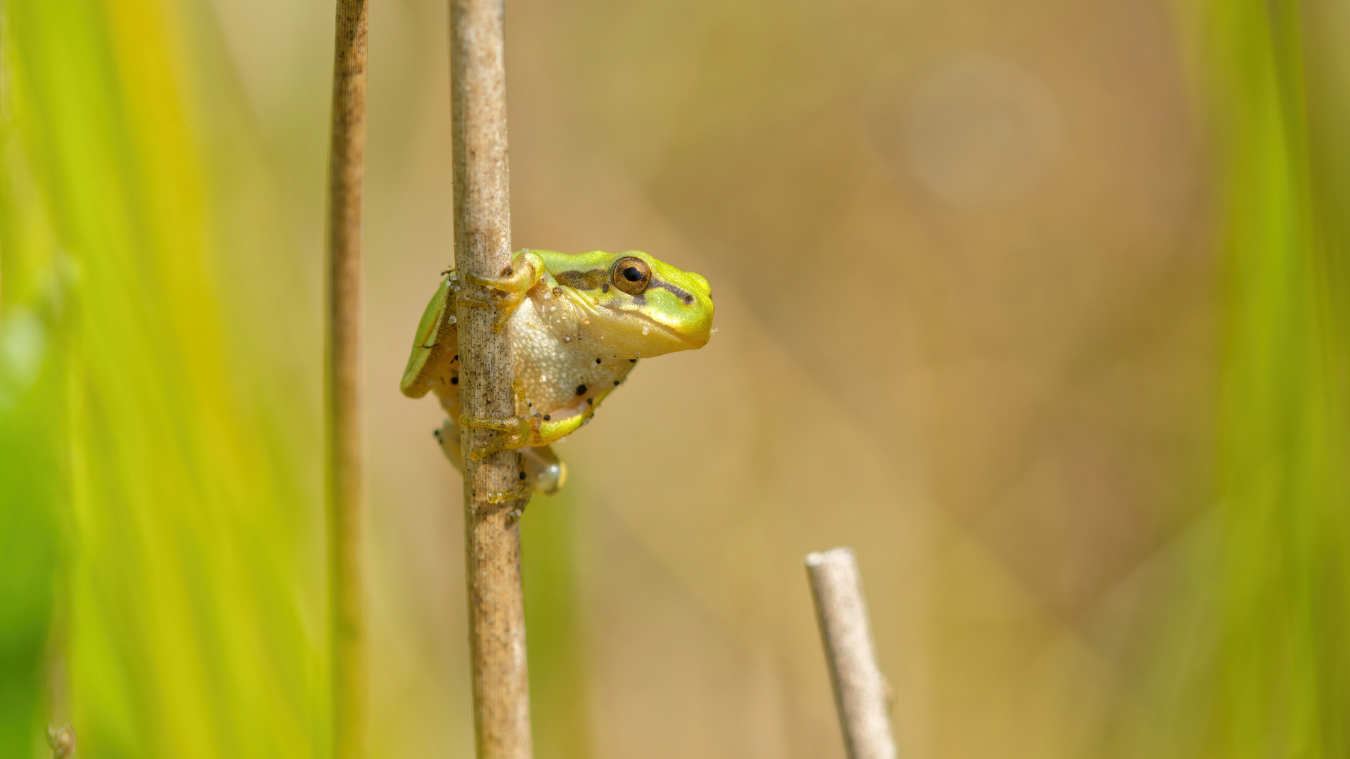 mein erster Laubfrosch