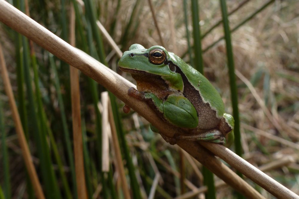 Mein erster Laubfrosch dieses Jahr