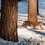 mein erster Luchs ...