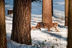 mein erster Luchs ...