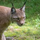 Mein erster Luchs aus der Nähe