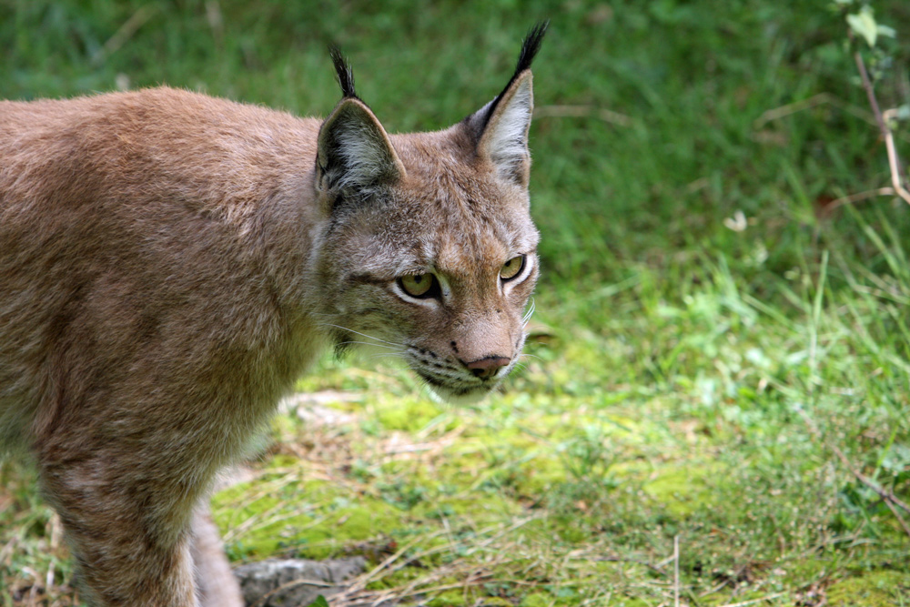 Mein erster Luchs aus der Nähe