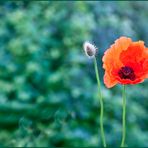 mein erster Mohn