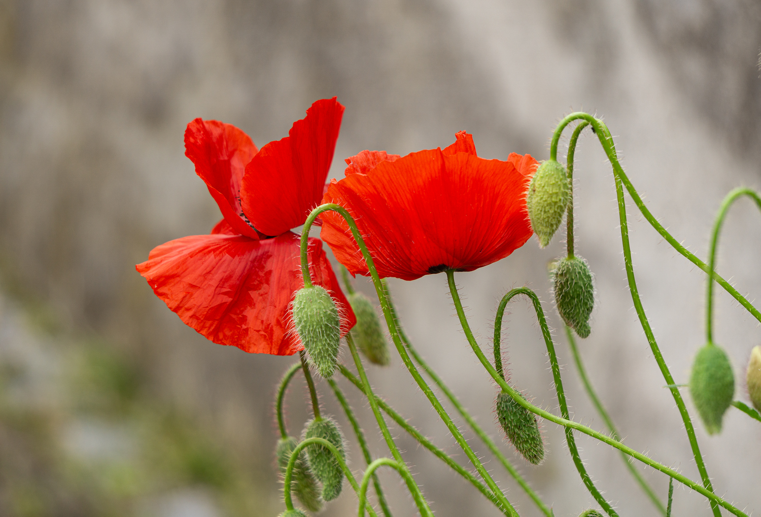 Mein erster Mohn